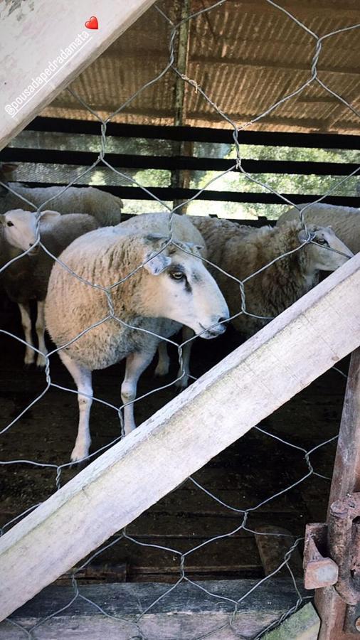 Pousada Pedra Da Mata Chales Na Montanha Munhoz Bagian luar foto